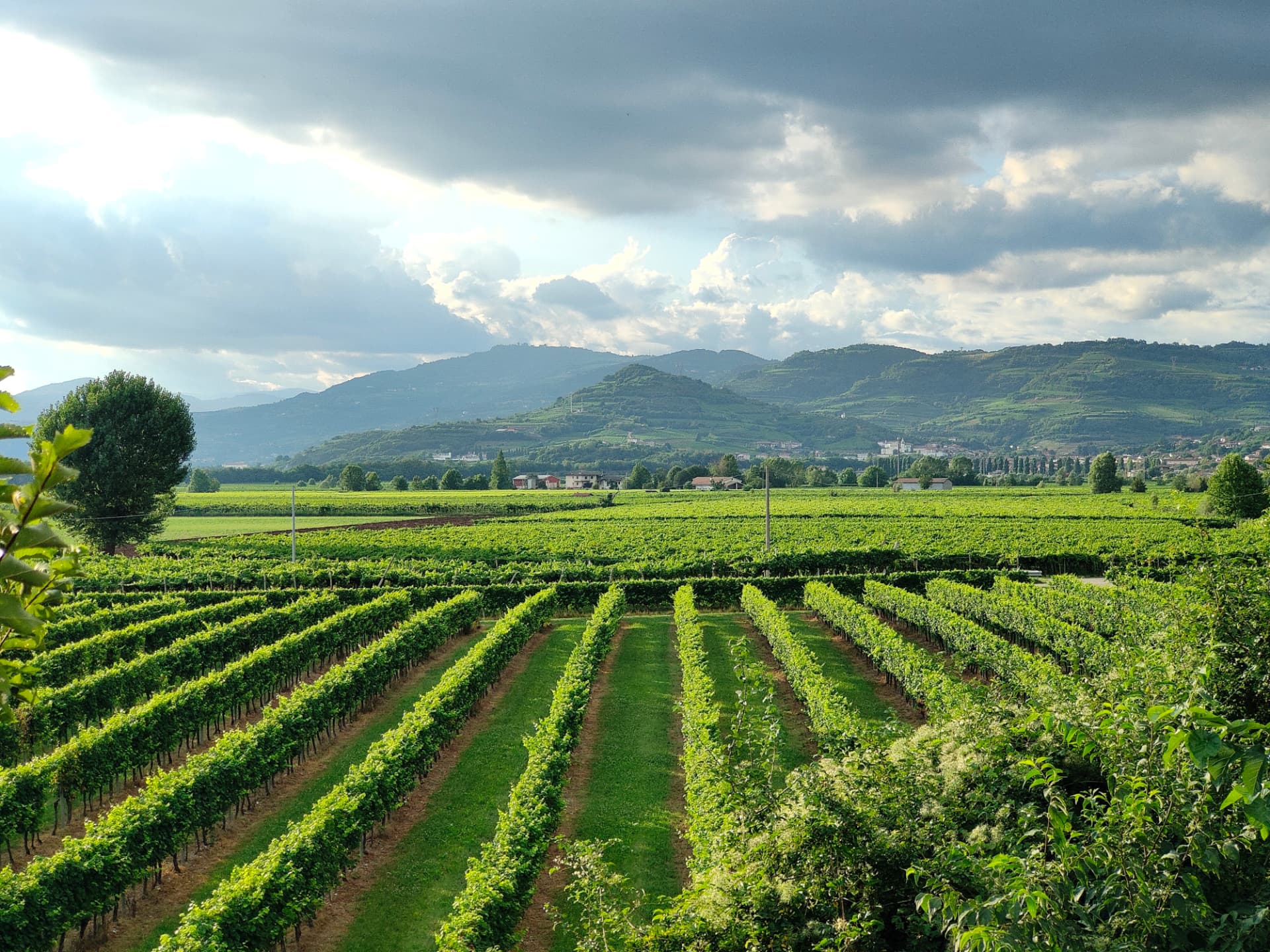 Le colline e i vigneti di Gambellara al tramonto